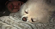 Teddy joined the competition — help win amazing prizes! dog, puppy, white_dog, sleeping, person, face, portrait, close_up, blanket, cozy, indoors, bed, resting, fluffy, cute, companion, pet, snuggling, dim_lighting, photograph