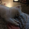 Teddy is registered to the contest to win money with this photo: dog, white_dog, fluffy, sleeping, lying_down, paw, petting, hand, blanket, cozy, living_room, dog_bed, pet_toys, indoor, wood_floor, relaxed, cute, furry, home, low_light