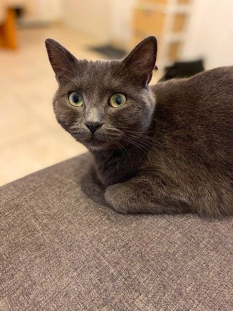 Mila participe au concours pour gagner de l'argent avec cette photo : asian, british_shorthair, burmese, carnivore, cat, chartreux, domestic_short_haired_cat, european_shorthair, felidae, kitten, korat, mammal, nebelung, russian_blue, small_to_medium_sized_cats, snout, vertebrate, whiskers
