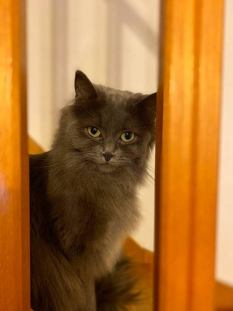 Nala participe au concours pour gagner de l'argent avec cette photo : asian, asian_semi_longhair, british_longhair, british_semi_longhair, carnivore, cat, domestic_long_haired_cat, eye, felidae, iris, kitten, korat, mammal, nebelung, norwegian_forest_cat, russian_blue, small_to_medium_sized_cats, vertebrate, whiskers, wood