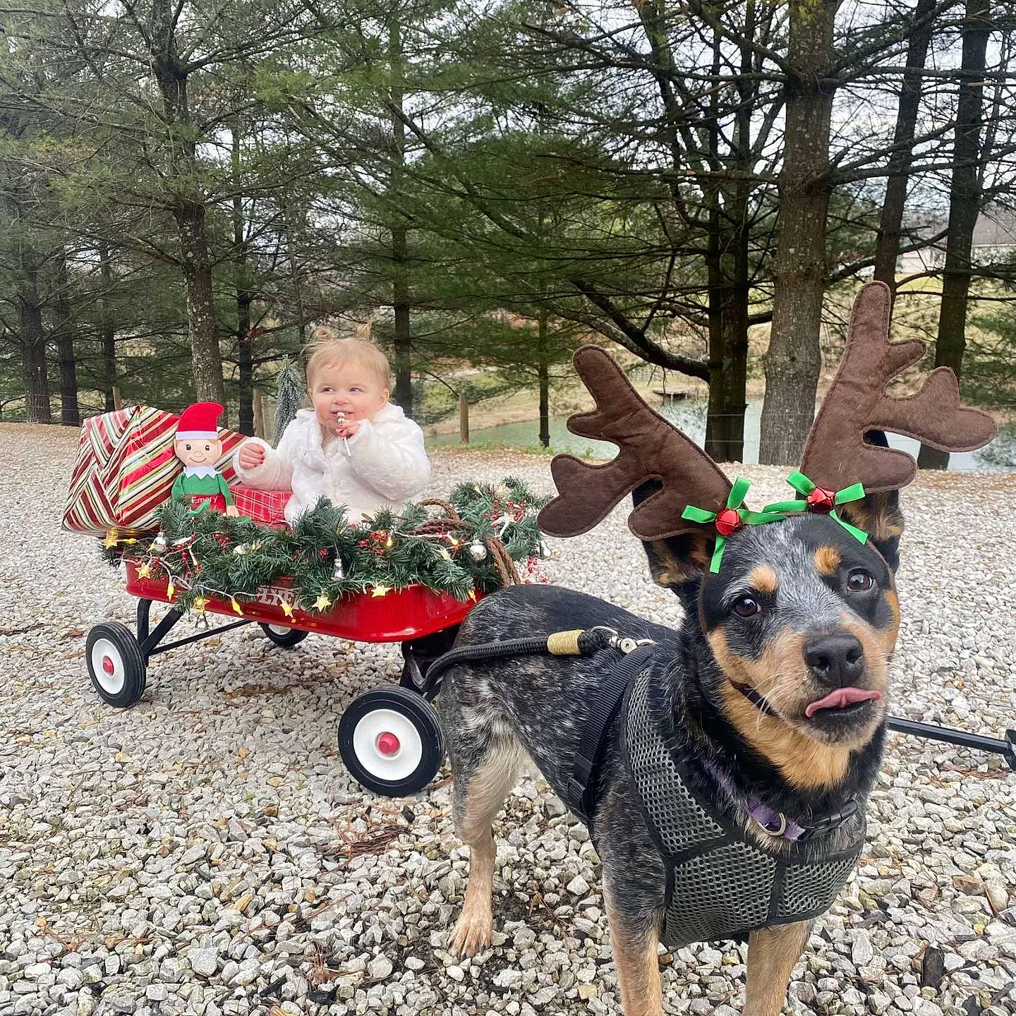 Emery is registered to the contest to win money with this photo: carnivore, cart, collar, companion_dog, dog, dog_breed, dog_collar, dog_supply, fawn, fun, grass, leisure, people_in_nature, person, plant, sporting_group, tire, tree, vehicle, wheel