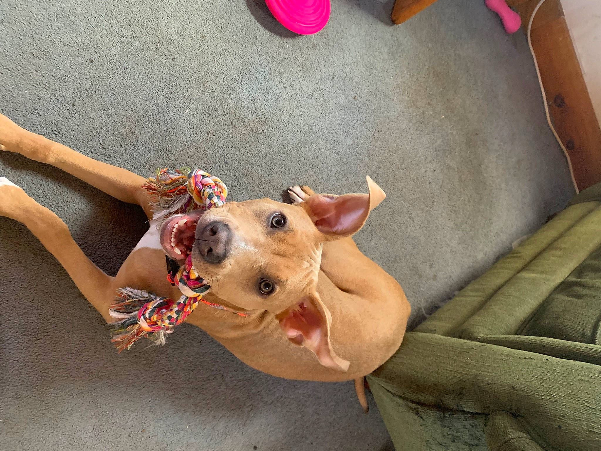 Nova joined the competition — help win amazing prizes! canidae, carnivore, collar, comfort, companion_dog, dog, dog_breed, dog_supply, fawn, flooring, foot, human_leg, leash, paw, snout, thigh, toy_dog, whiskers, working_animal, wrist