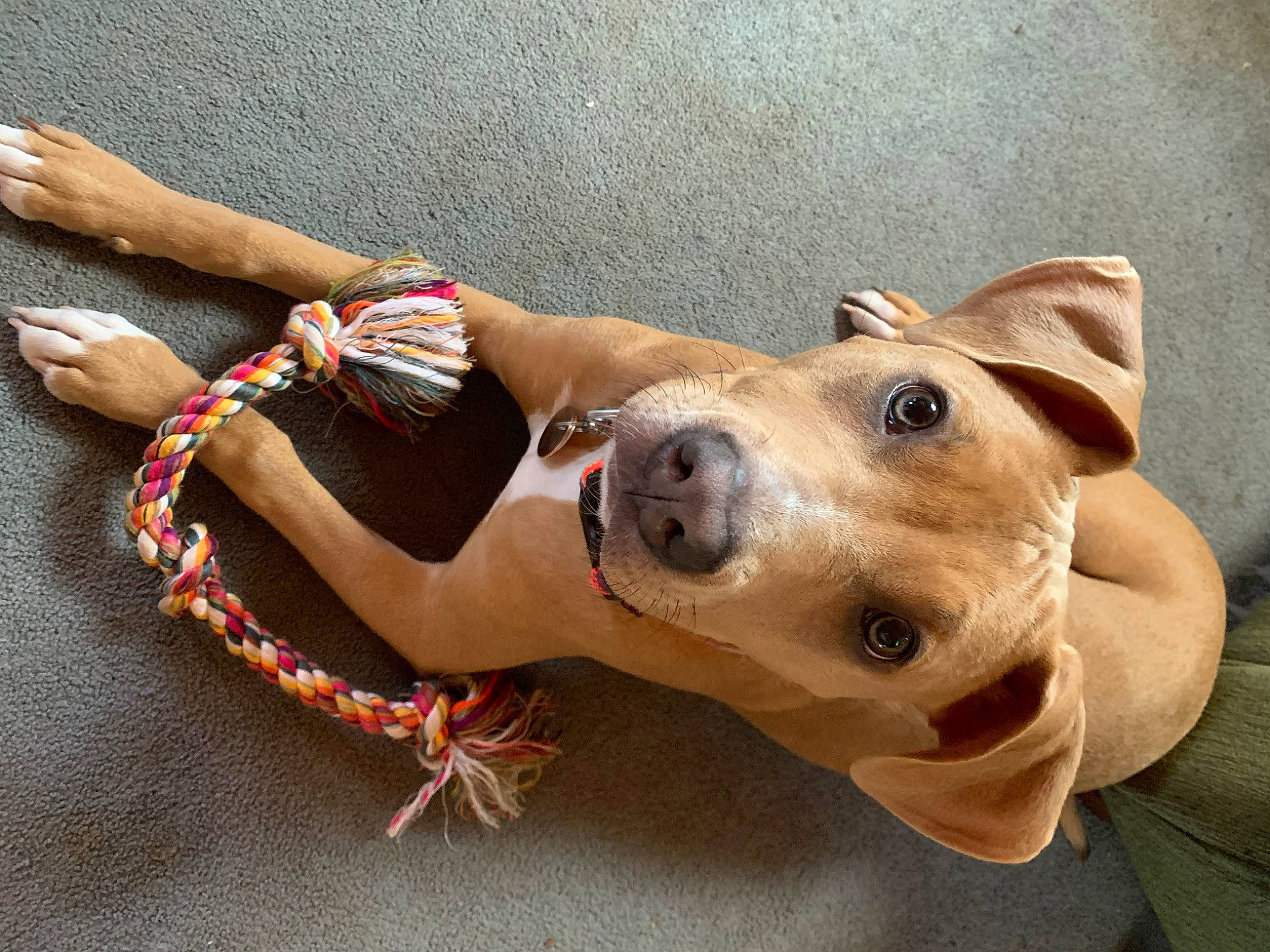 Nova is registered to the contest to win money with this photo: canidae, carnivore, collar, companion_dog, dog, dog_breed, dog_collar, elbow, fashion_accessory, fawn, happy, jewellery, leash, mammal, snout, sporting_group, terrestrial_animal, vertebrate, working_animal, wrist