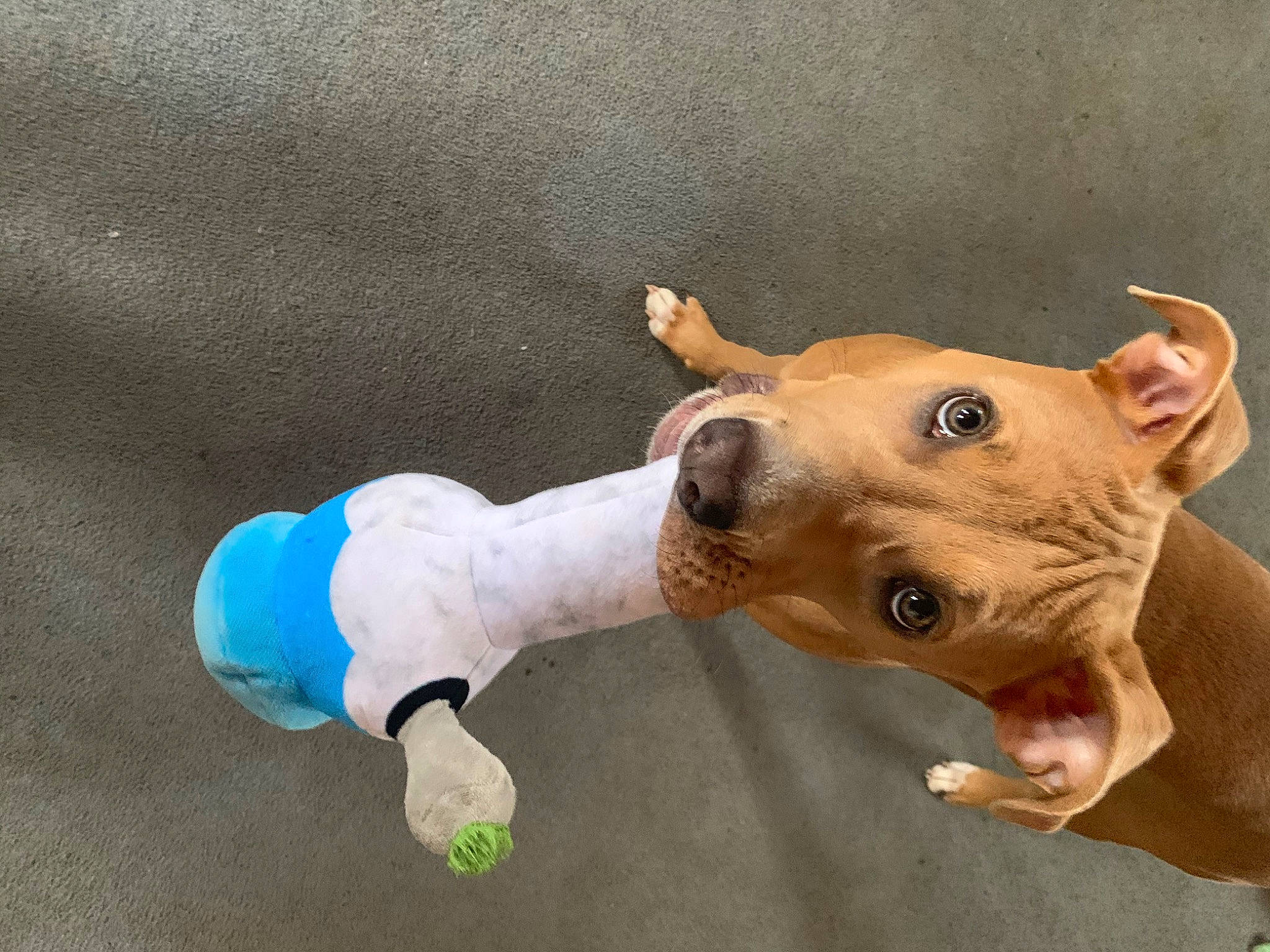 Nova is registered to the contest to win money with this photo: canidae, carnivore, collar, companion_dog, dog, dog_breed, dog_collar, dog_supply, ear, electric_blue, eye, fawn, gesture, head, jaw, non_sporting_group, snout, sporting_group, whiskers, working_animal