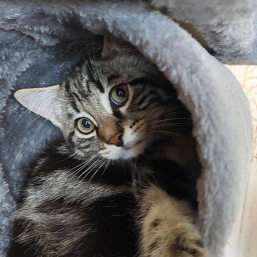 Gribouille joined the competition — help win amazing prizes! animal, cat, closeup, cozy, curious, cute, eyes, feline, fur, gray, indoor, paw, pet, playful, resting, soft, tabby, tunnel, whiskers, young