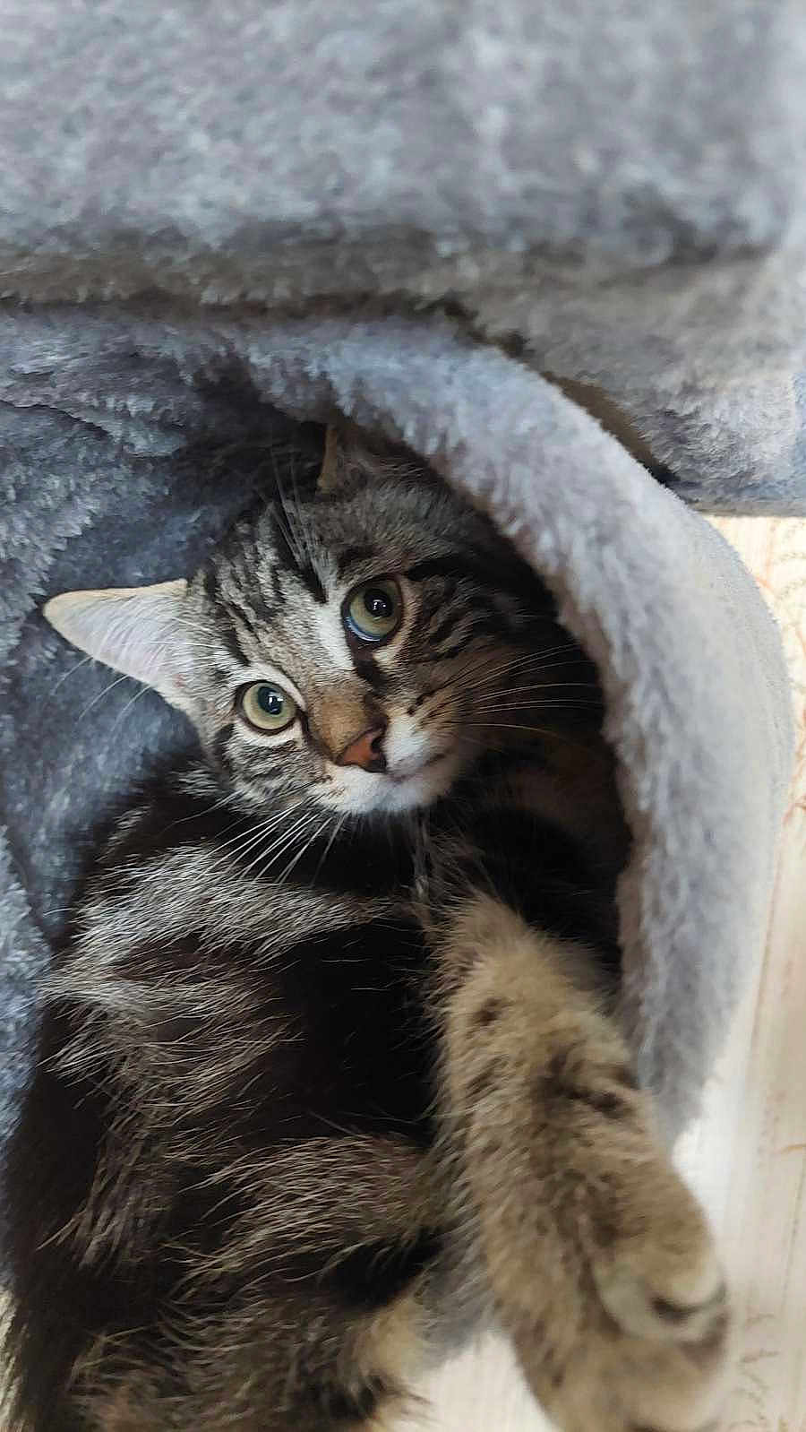 Gribouille joined the competition — help win amazing prizes! cat, tabby, feline, pet, animal, fur, whiskers, paw, eyes, cute, cozy, gray, soft, indoor, curious, closeup, tunnel, resting, playful, young