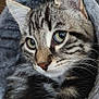 animal, blanket, cat, close_up, cozy, cute, domestic_cat, feline, fur, gray, green_eyes, indoor, pet, portrait, resting, sleepy, soft, tabby_cat, whiskers, young_cat