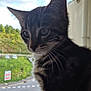 Gribouille a rejoint le concours — aidez-le/la à gagner de superbes lots ! animal, building, cat, clouds, curious, daylight, domestic, ears, fur, greenery, nature, outdoor, pet, railing, road, side_view, sky, tabby, whiskers, window