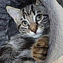 Gribouille a rejoint le concours — aidez-le/la à gagner de superbes lots ! animal, blanket, cat, closeup, cozy, curious, cute, eyes, feline, fur, gray, indoor, kitten, paw, pet, portrait, resting, soft, tabby, whiskers