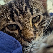 Gribouille a rejoint le concours — aidez-le/la à gagner de superbes lots ! animal, blue_fabric, cat, close_up, cute, eyes, face, fur, indoor, kitten, nose, paw, pet, relaxed, resting, sleepy, soft, tabby, whiskers, young