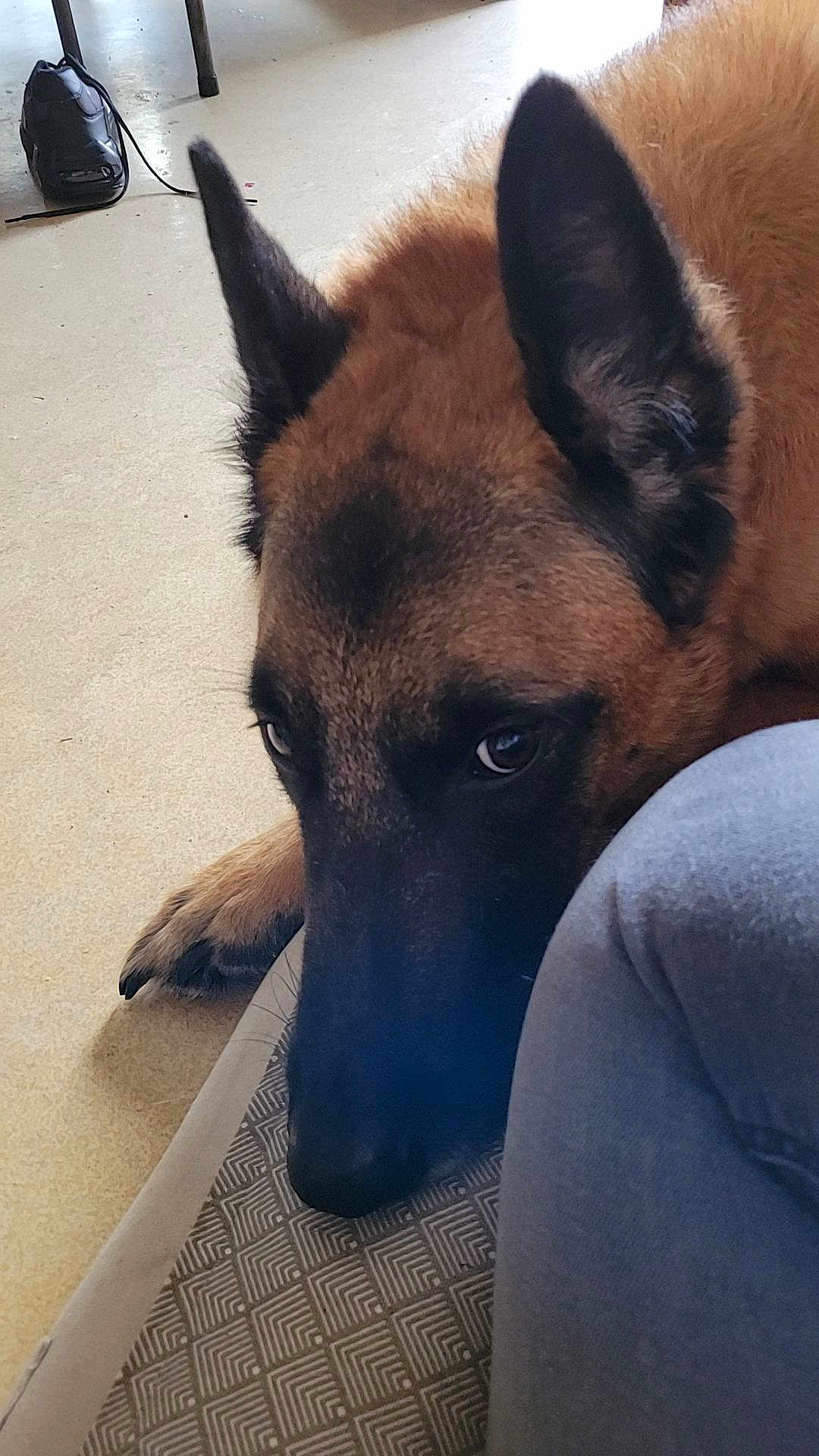 Jugh participe au concours pour gagner de l'argent avec cette photo : dog, german_shepherd, close_up, indoor, resting, floor, person, knees, brown_fur, black_fur, ears, snout, paw, carpet, pattern, home, pet, animal, companion, relaxed