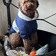 Valtin a rejoint le concours — aidez-le/la à gagner de superbes lots ! dog, brown_dog, curly_fur, hoodie, sweatshirt, pet_bed, cushion, orange_ball, toy, indoor, portrait, sitting, looking_at_camera, wooden_table, metal_leg, white_wall, tiled_floor, cozy, paws, nose