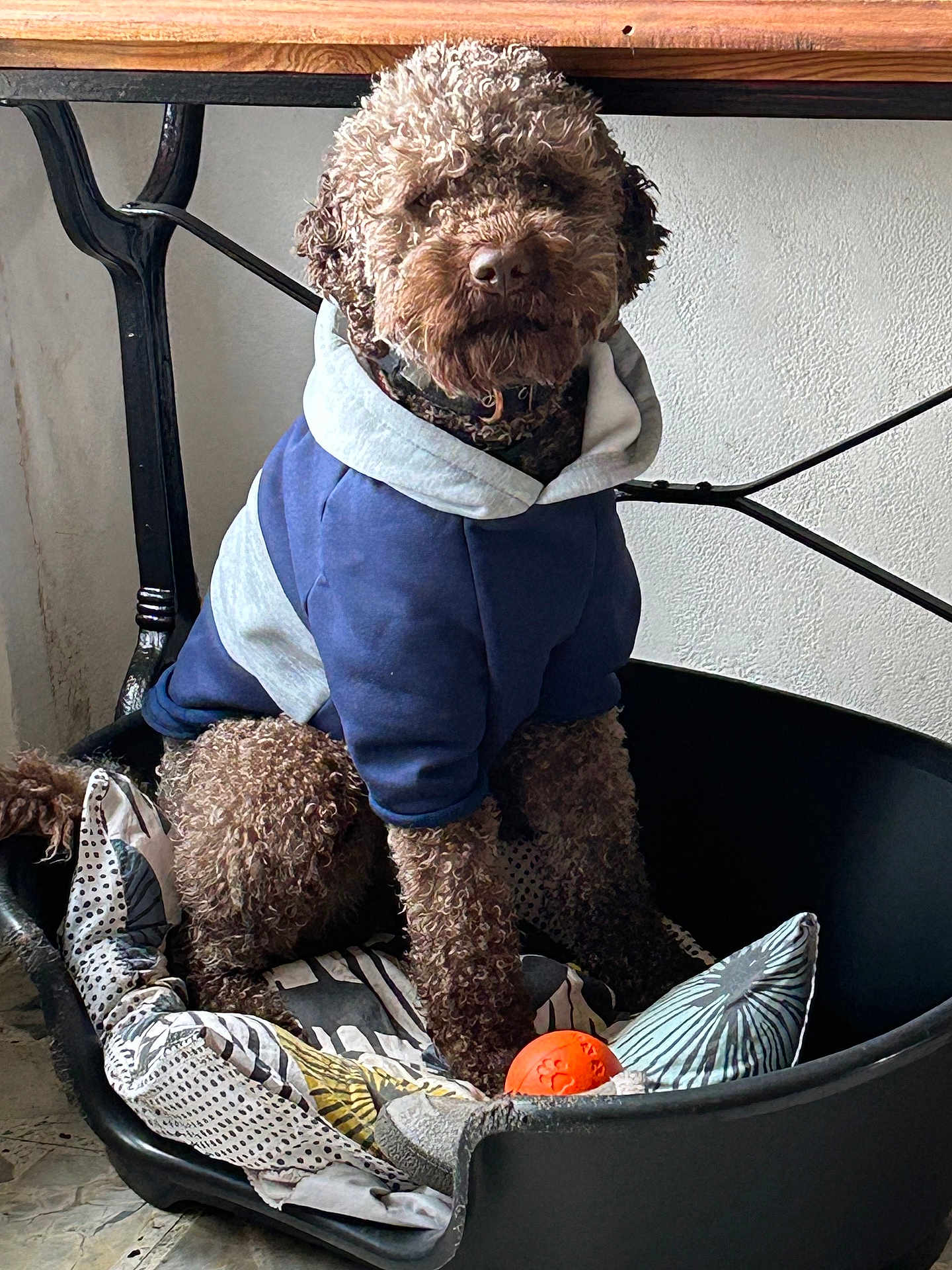 Valtin a rejoint le concours — aidez-le/la à gagner de superbes lots ! dog, brown_dog, curly_fur, hoodie, sweatshirt, pet_bed, cushion, orange_ball, toy, indoor, portrait, sitting, looking_at_camera, wooden_table, metal_leg, white_wall, tiled_floor, cozy, paws, nose