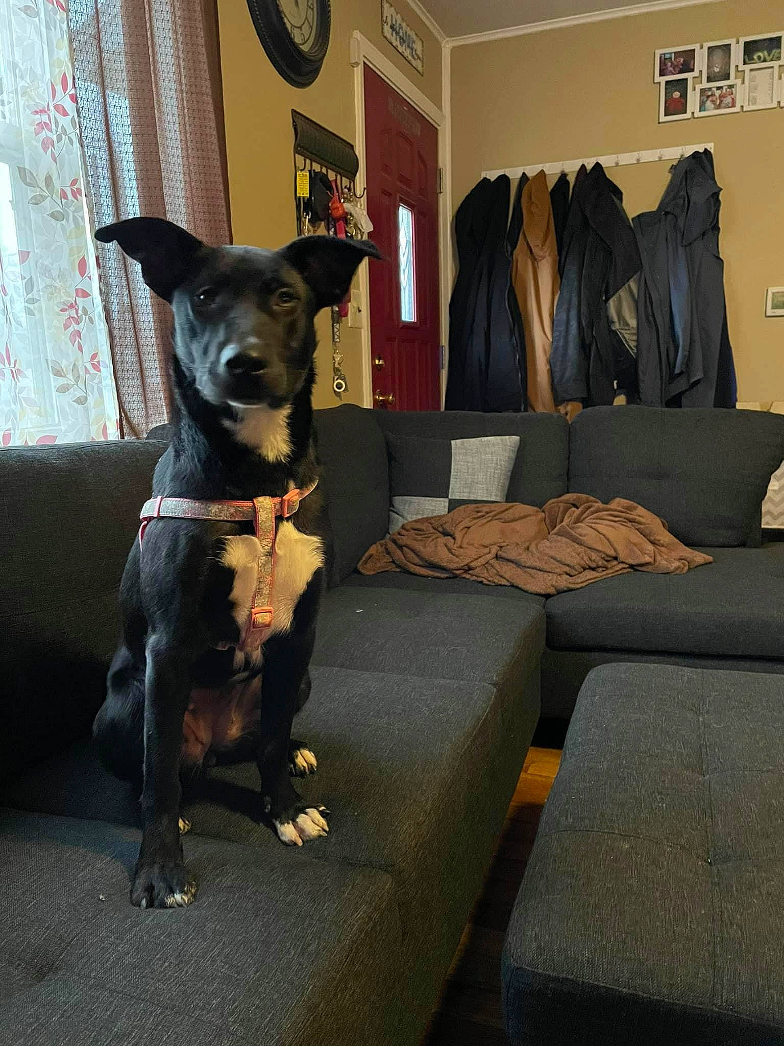 Hadley is registered to the contest to win money with this photo: canidae, carnivore, collar, comfort, companion_dog, dog, dog_breed, dog_supply, fawn, flooring, grey, guard_dog, hardwood, pet_supply, snout, sporting_group, toy_dog, whiskers, wood, working_animal