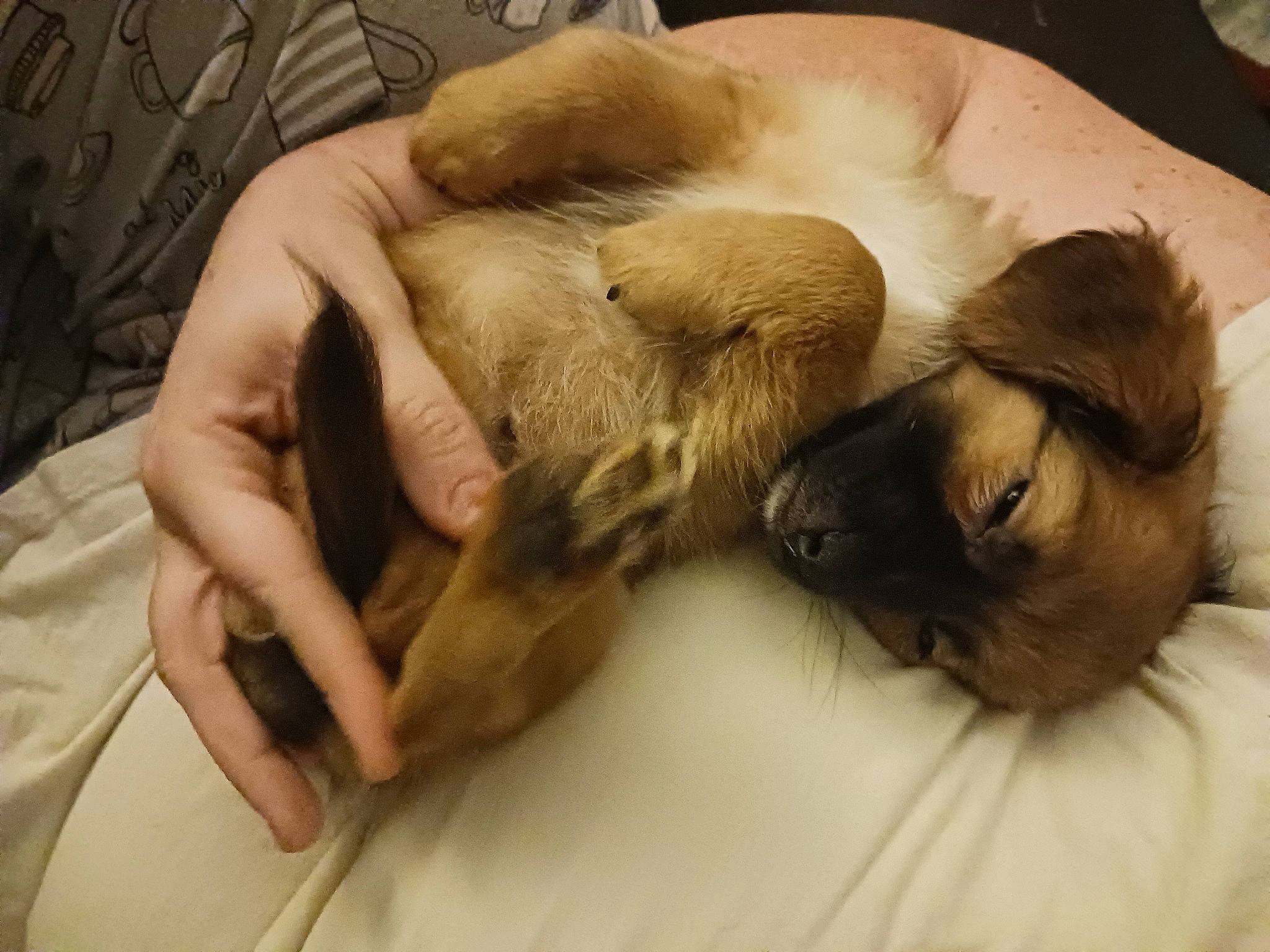 Chacoballs is registered to the contest to win money with this photo: carnivore, claw, comfort, companion_dog, dog, dog_breed, ear, fawn, felidae, fur, linens, liver, nail, nap, paw, small_to_medium_sized_cats, sporting_group, whiskers, working_animal, wrist