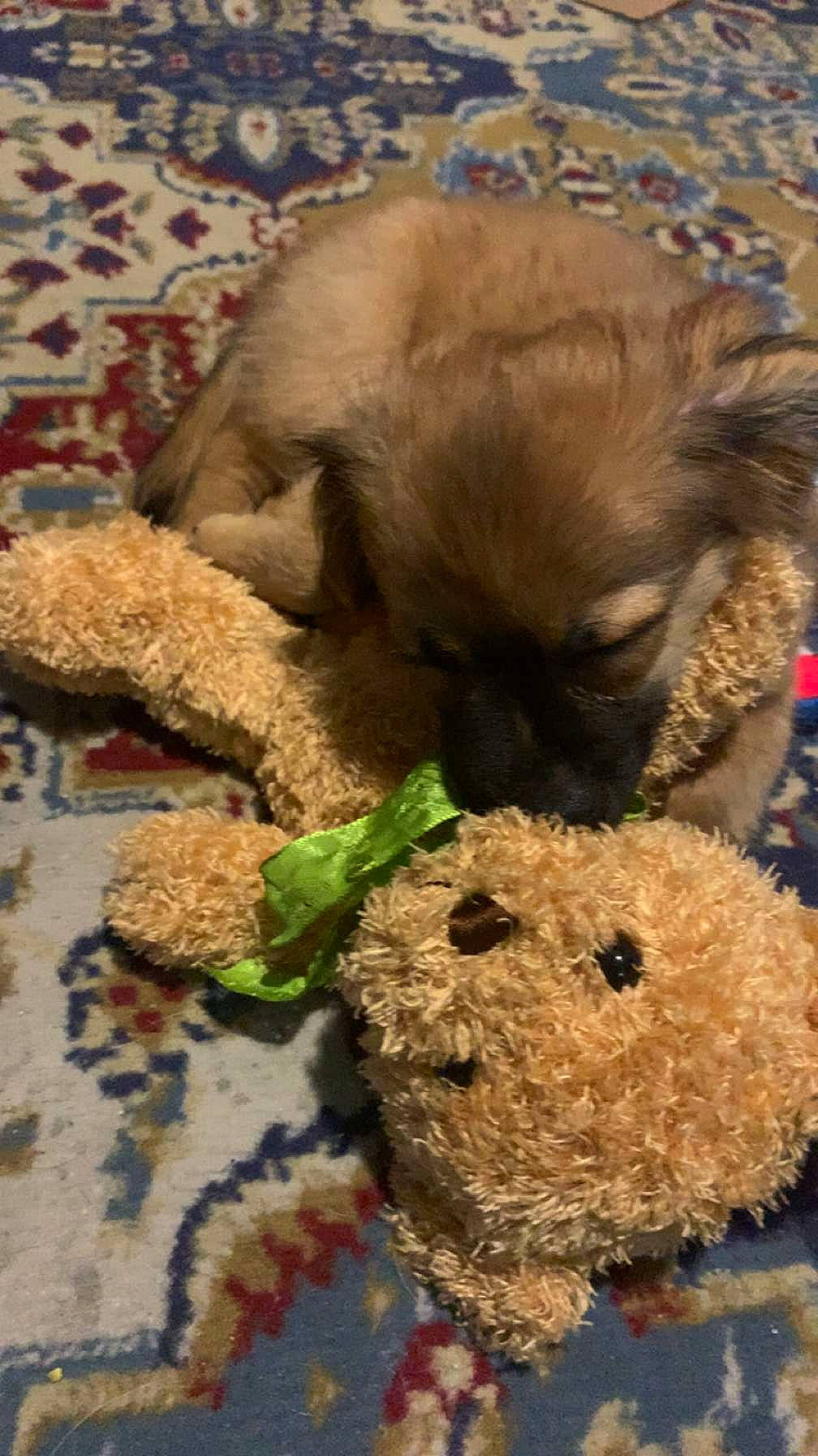 Chacoballs joined the competition — help win amazing prizes! art, bear, canidae, carnivore, comfort_food, companion_dog, dog, dog_breed, fawn, fur, grass, plush, snout, stuffed_toy, teddy_bear, terrestrial_animal, toy, toy_dog, vertebrate, working_animal