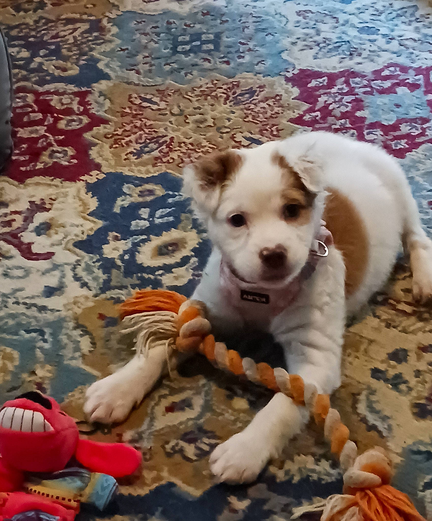 Promise is registered to the contest to win money with this photo: canidae, carmine, carnivore, companion_dog, dog, dog_breed, fawn, flooring, non_sporting_group, paw, small_terrier, snout, sporting_group, street_dog, tail, terrier, toy_dog, whiskers, wood