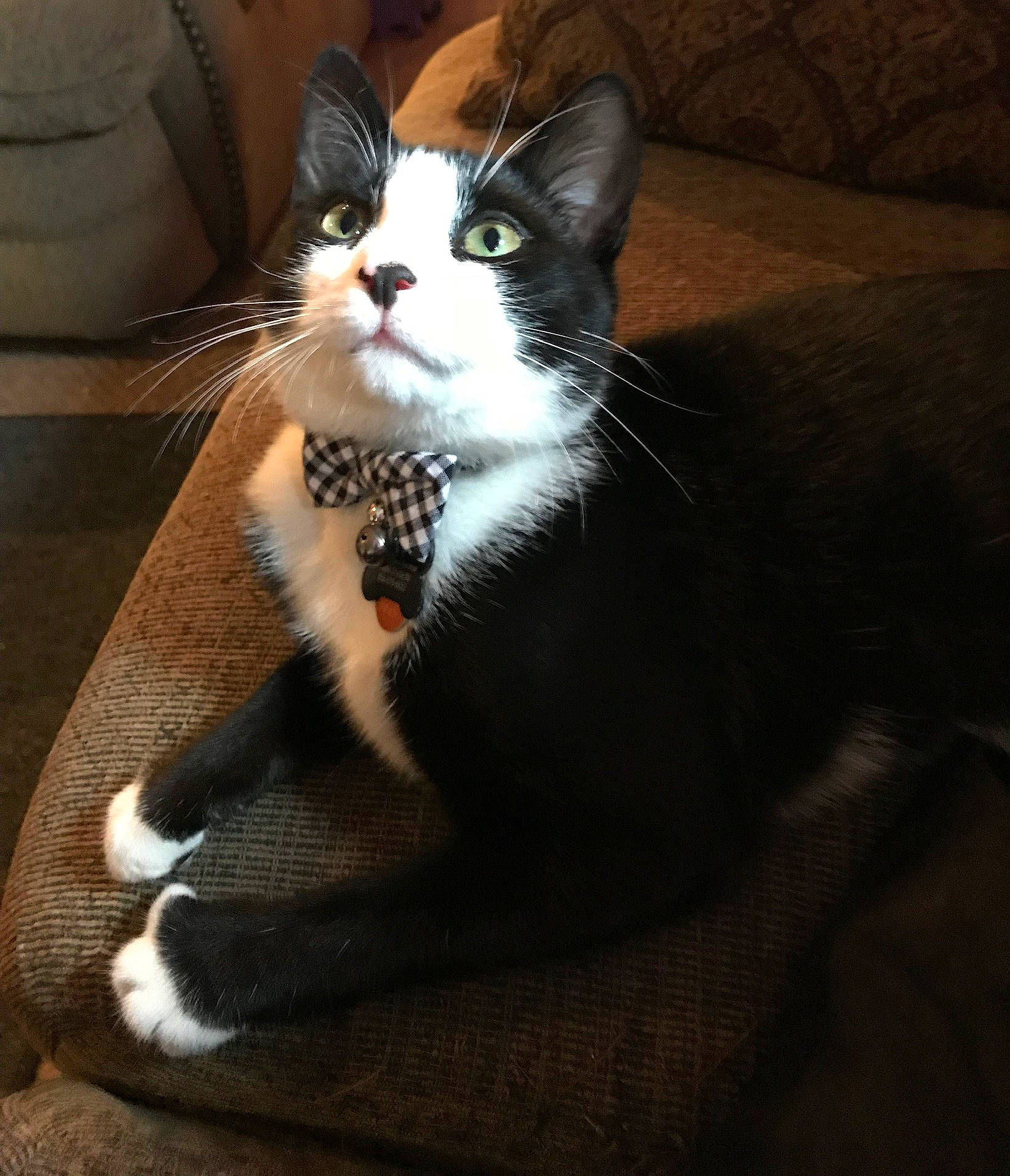 Felix is registered to the contest to win money with this photo: american_wirehair, carnivore, cat, claw, domestic_short_haired_cat, ear, european_shorthair, felidae, fur, kitten, leg, paw, polydactyl_cat, sitting, small_to_medium_sized_cats, snout, tail, whiskers