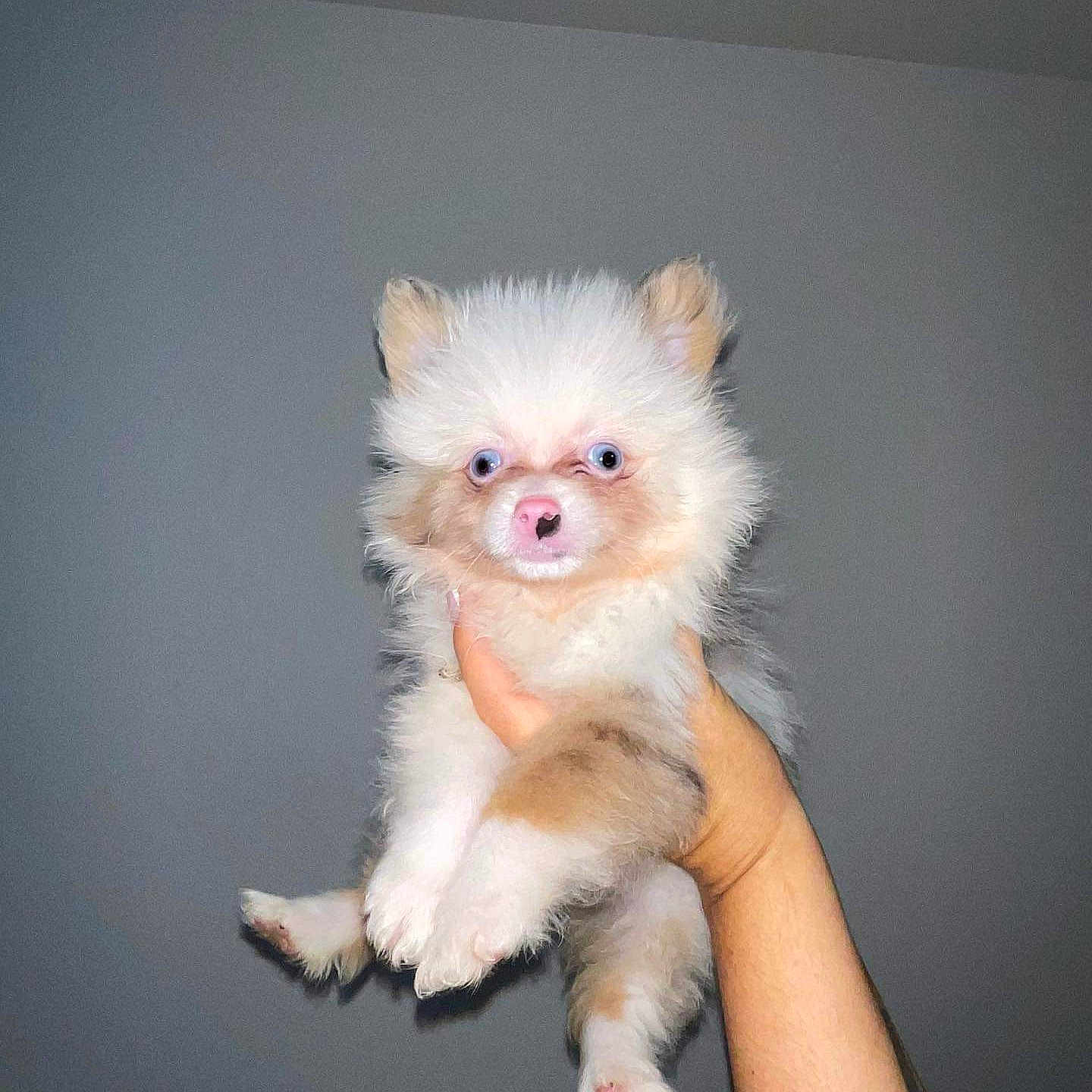 Milo is registered to the contest to win money with this photo: animal, blue_eyes, cute, dog, domestic_animal, expression, fluffy, fur, hand, holding, indoor, isolated, mammal, pet, pink_nose, portrait, puppy, small, white, young