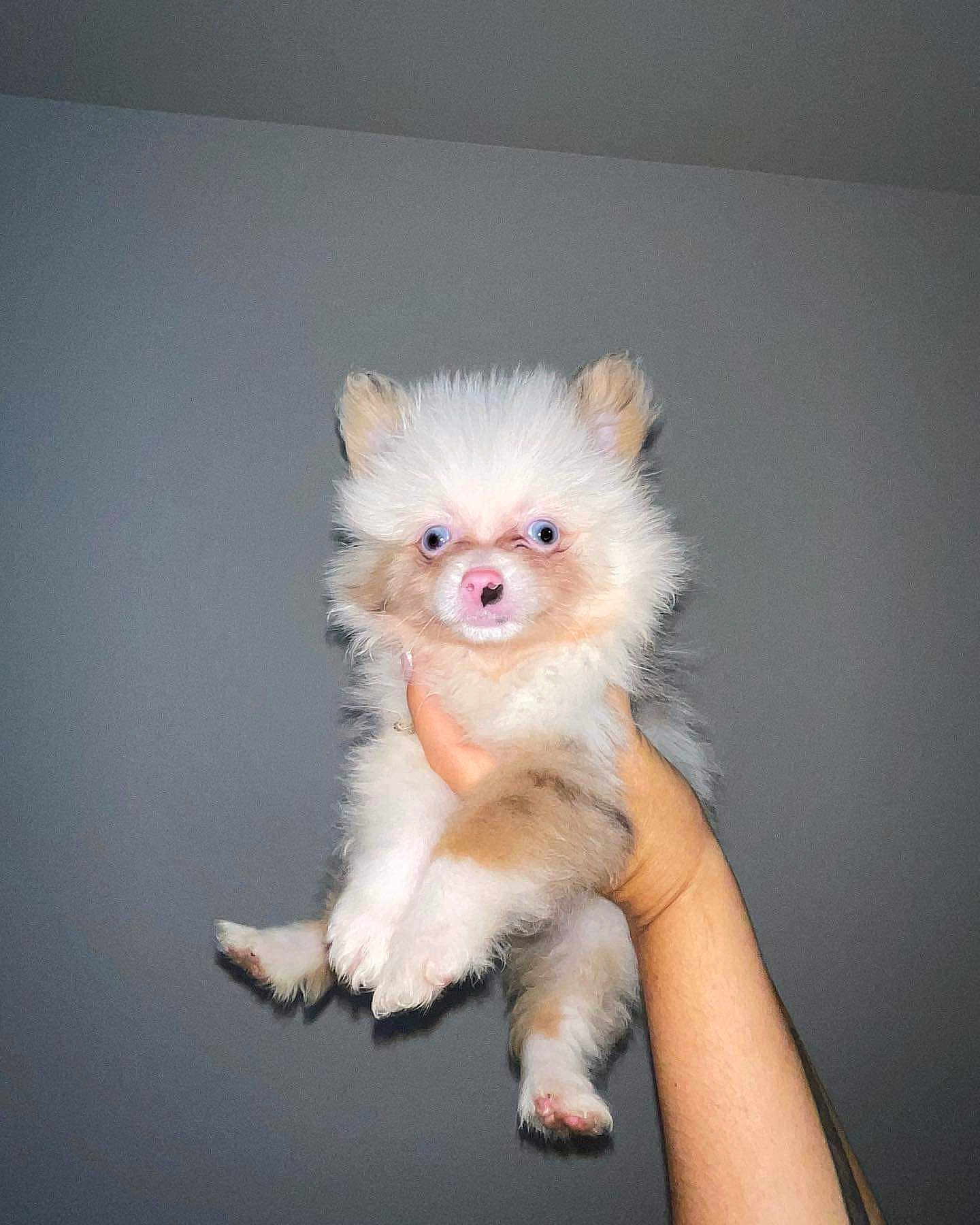 Milo is registered to the contest to win money with this photo: puppy, dog, fluffy, white, pink_nose, blue_eyes, pet, cute, animal, small, hand, holding, fur, indoor, portrait, expression, young, domestic_animal, mammal, isolated