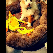 Milo is registered to the contest to win money with this photo: puppy, dog, pet_bed, plush_toy, indoor, brown, yellow, floor, cute, fluffy, small_dog, playful, animal, young_dog, curious, toy, pet, furry, companion, domestic