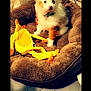 puppy, dog, pet_bed, plush_toy, indoor, brown, yellow, floor, cute, fluffy, small_dog, playful, animal, young_dog, curious, toy, pet, furry, companion, domestic