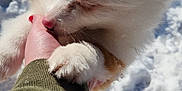 Milo is registered to the contest to win money with this photo: puppy, dog, hand, snow, winter, fur, cute, pet, animal, outdoor, playful, closeup, paw, nibble, adorable, trust, friendly, soft, nature, cold
