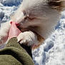 puppy, dog, hand, snow, winter, fur, cute, pet, animal, outdoor, playful, closeup, paw, nibble, adorable, trust, friendly, soft, nature, cold