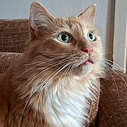 Omer a rejoint le concours — aidez-le/la à gagner de superbes lots ! animal, brown_couch, cat, close_up, couch, curious, domestic_cat, feline, fluffy_fur, ginger_cat, green_eyes, indoor, long_fur, pet, portrait, relaxed, side_view, soft_light, whiskers, whiskers_visible