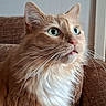 animal, brown_couch, cat, close_up, couch, curious, domestic_cat, feline, fluffy_fur, ginger_cat, green_eyes, indoor, long_fur, pet, portrait, relaxed, side_view, soft_light, whiskers, whiskers_visible