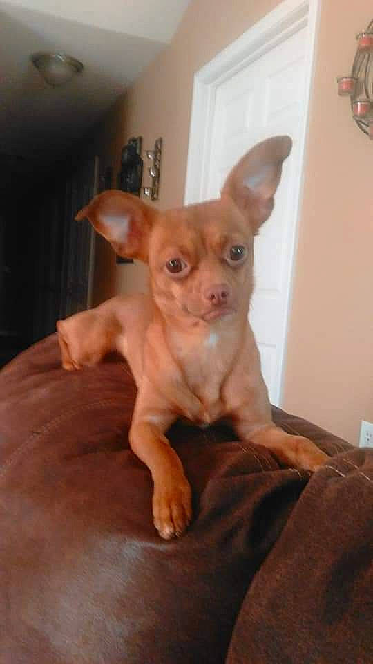 Faith joined the competition — help win amazing prizes! canidae, carnivore, chihuahua, comfort, companion_dog, corgi_chihuahua, dog, dog_breed, ear, fawn, liver, russkiy_toy, snout, sporting_group, tail, terrestrial_animal, toy_dog, whiskers, wood, working_animal