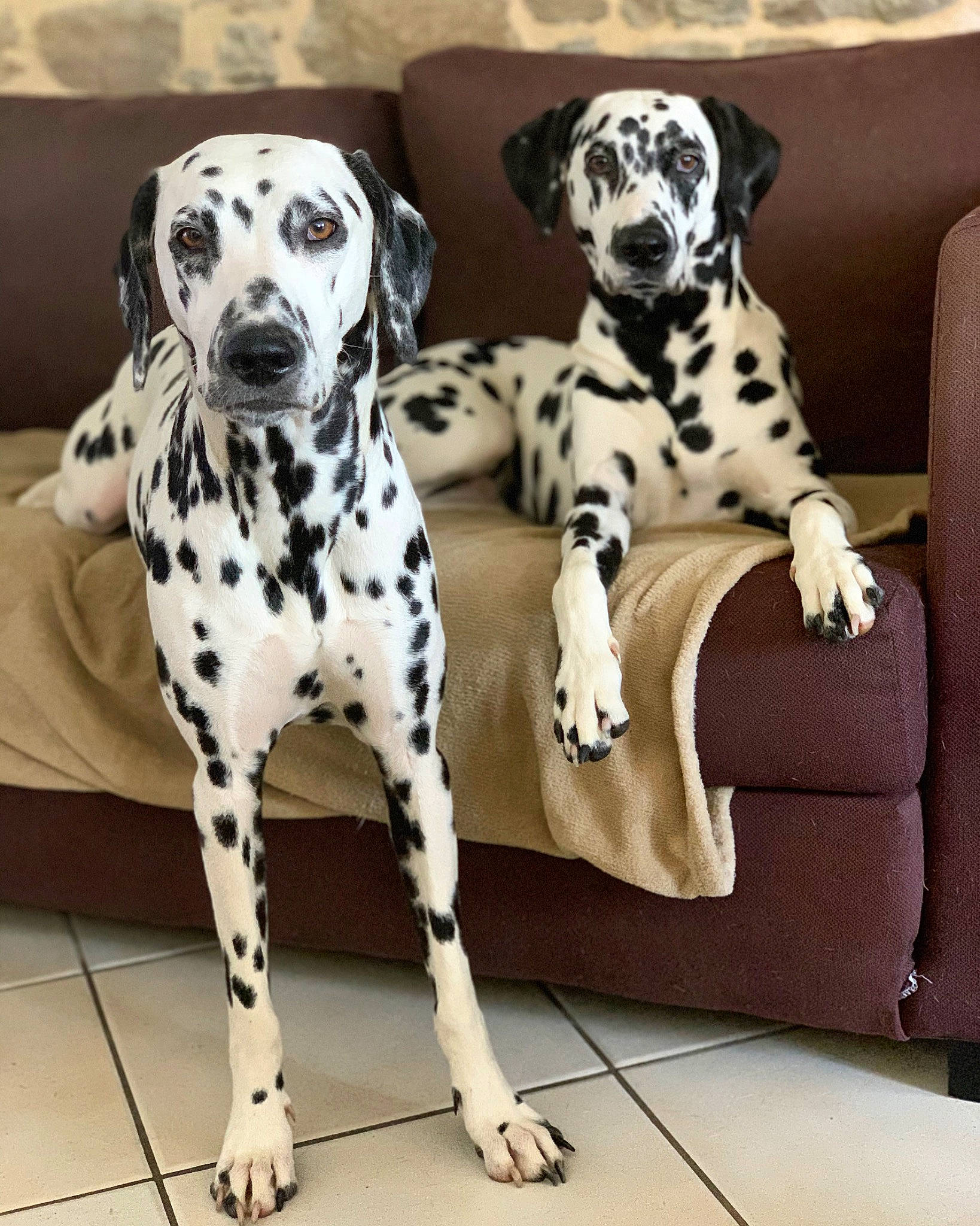 Lacky Et Polya a rejoint le concours — aidez-le/la à gagner de superbes lots ! canidae, carnivore, comfort, companion_dog, couch, dalmatian, dog, dog_breed, fawn, fur, mammal, pattern, paw, pet_supply, snout, sporting_group, terrestrial_animal, whiskers, white, working_animal