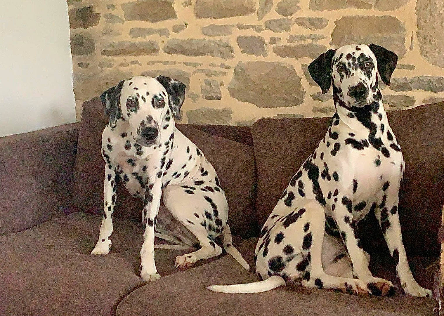 Lacky Et Polya a rejoint le concours — aidez-le/la à gagner de superbes lots ! bored, canidae, carnivore, companion_dog, dalmatian, dog, dog_breed, dog_collar, dog_supply, fawn, monochrome, monochrome_photography, non_sporting_group, snout, sporting_group, style, terrestrial_animal, vertebrate, working_animal, working_dog