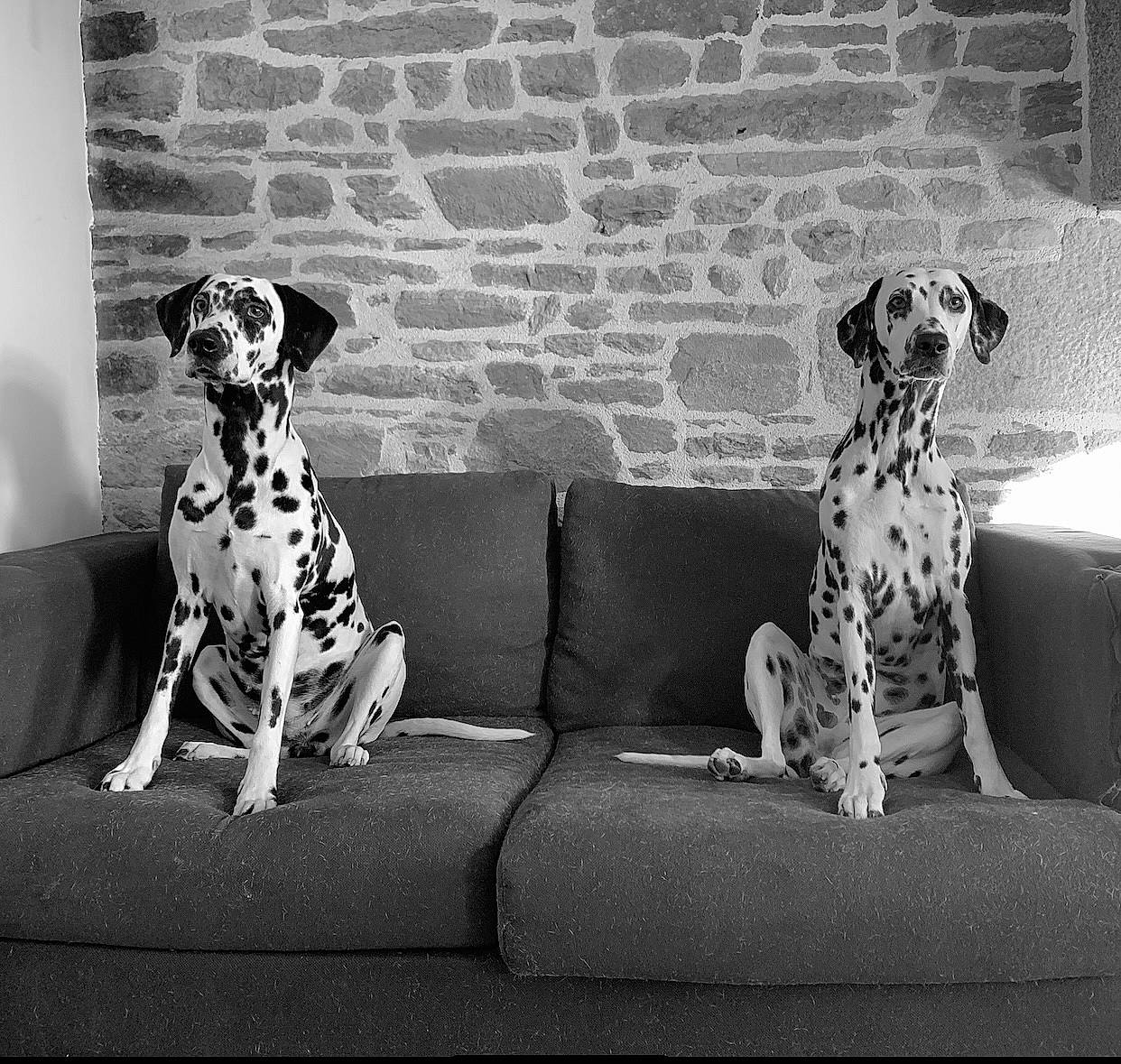 Lacky Et Polya a rejoint le concours — aidez-le/la à gagner de superbes lots ! black, black_and_white, carnivore, comfort, companion_dog, couch, dog, dog_breed, grey, mammal, monochrome, monochrome_photography, photograph, snout, studio_couch, style, toy, vertebrate, white, working_animal
