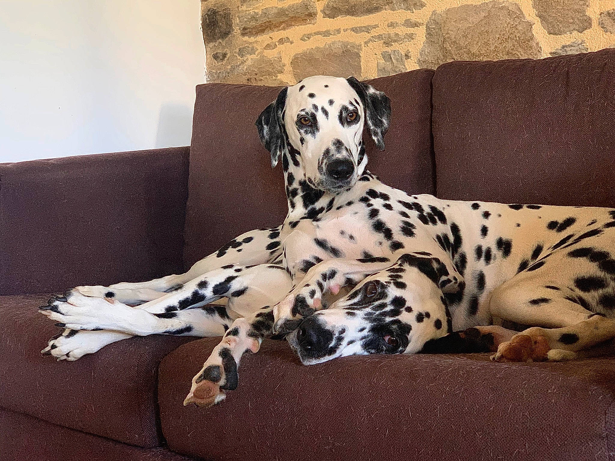 Lacky Et Polya a rejoint le concours — aidez-le/la à gagner de superbes lots ! canidae, carnivore, comfort, companion_dog, couch, dalmatian, dog, dog_breed, dog_supply, fawn, great_dane, non_sporting_group, sporting_group, terrestrial_animal, working_animal