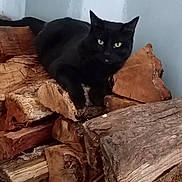 Milo Midnight joined the competition — help win amazing prizes! black_cat, cat, animal, pet, wood, firewood, pile, stack, indoor, resting, fur, eyes, mammal, whiskers, tail, wood_texture, nature, relaxing, quiet, still_life