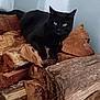 black_cat, cat, animal, pet, wood, firewood, pile, stack, indoor, resting, fur, eyes, mammal, whiskers, tail, wood_texture, nature, relaxing, quiet, still_life