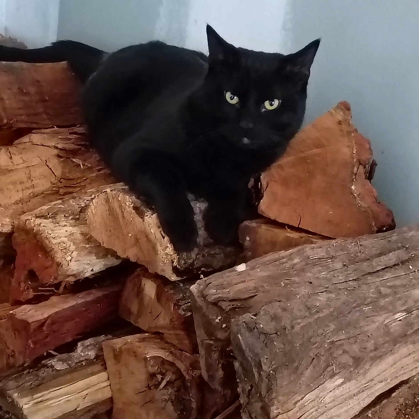 Milo Midnight joined the competition — help win amazing prizes! animal, black_cat, cat, eyes, firewood, fur, indoor, mammal, nature, pet, pile, quiet, relaxing, resting, stack, still_life, tail, whiskers, wood, wood_texture