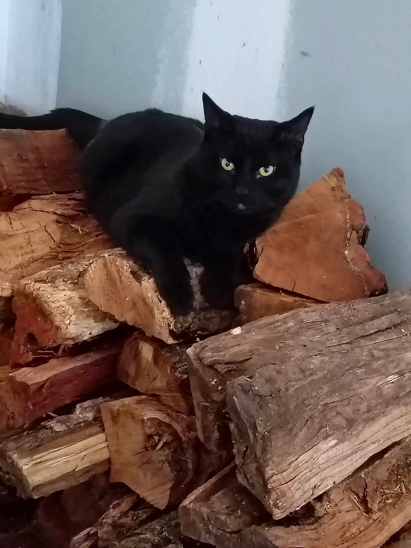 Milo Midnight joined the competition — help win amazing prizes! black_cat, cat, animal, pet, wood, firewood, pile, stack, indoor, resting, fur, eyes, mammal, whiskers, tail, wood_texture, nature, relaxing, quiet, still_life