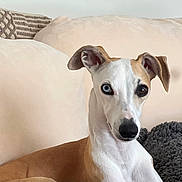 Dorothy is registered to the contest to win money with this photo: animal, beige, blanket, blue_eye, brown_eye, canine, companion, couch, cute, dog, domestic_animal, ears, fur, heterochromia, indoor, pet, portrait, relaxed, snout, whiskers