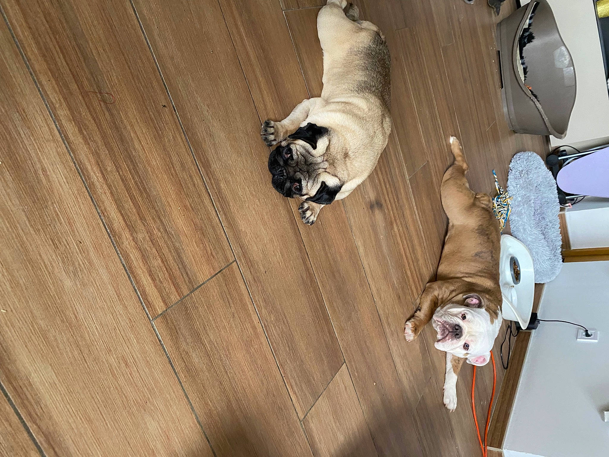 Georges participe au concours pour gagner de l'argent avec cette photo : brown, carnivore, ceiling, comfort, companion_dog, dog, dog_breed, fawn, felidae, floor, flooring, hardwood, interior_design, mammal, small_to_medium_sized_cats, stairs, tail, tints_and_shades, vertebrate, wood