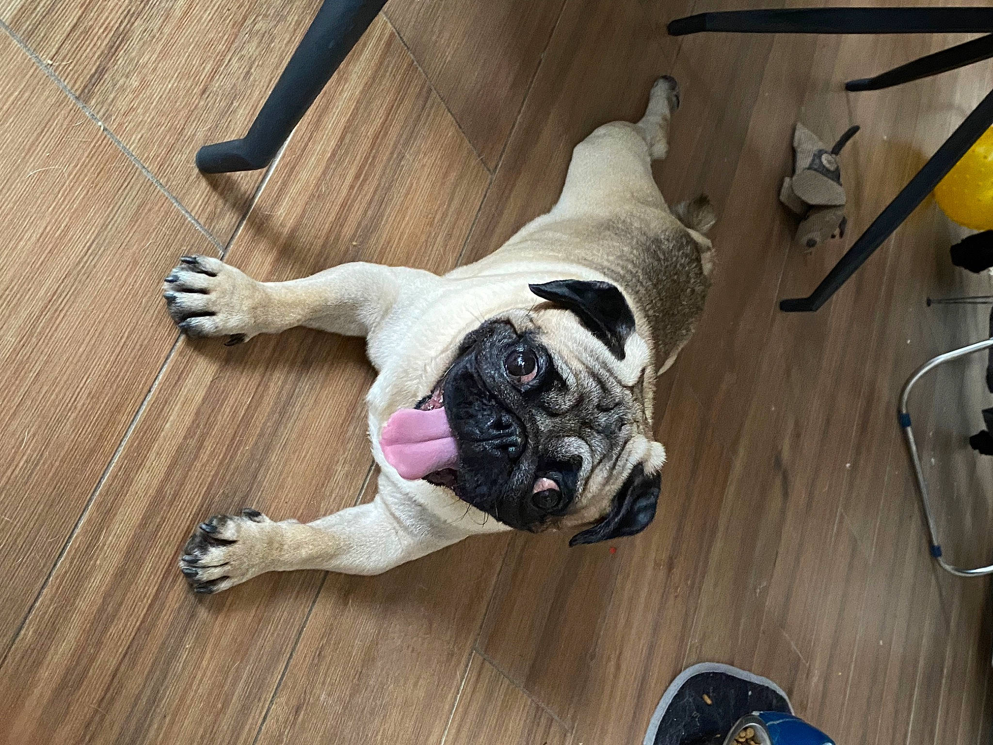 Georges a rejoint le concours — aidez-le/la à gagner de superbes lots ! carnivore, collar, comfort, companion_dog, dog, dog_breed, dog_collar, fawn, floor, flooring, hardwood, laminate_flooring, shoe, sneakers, snout, tail, toy_dog, wood, wood_flooring, working_animal