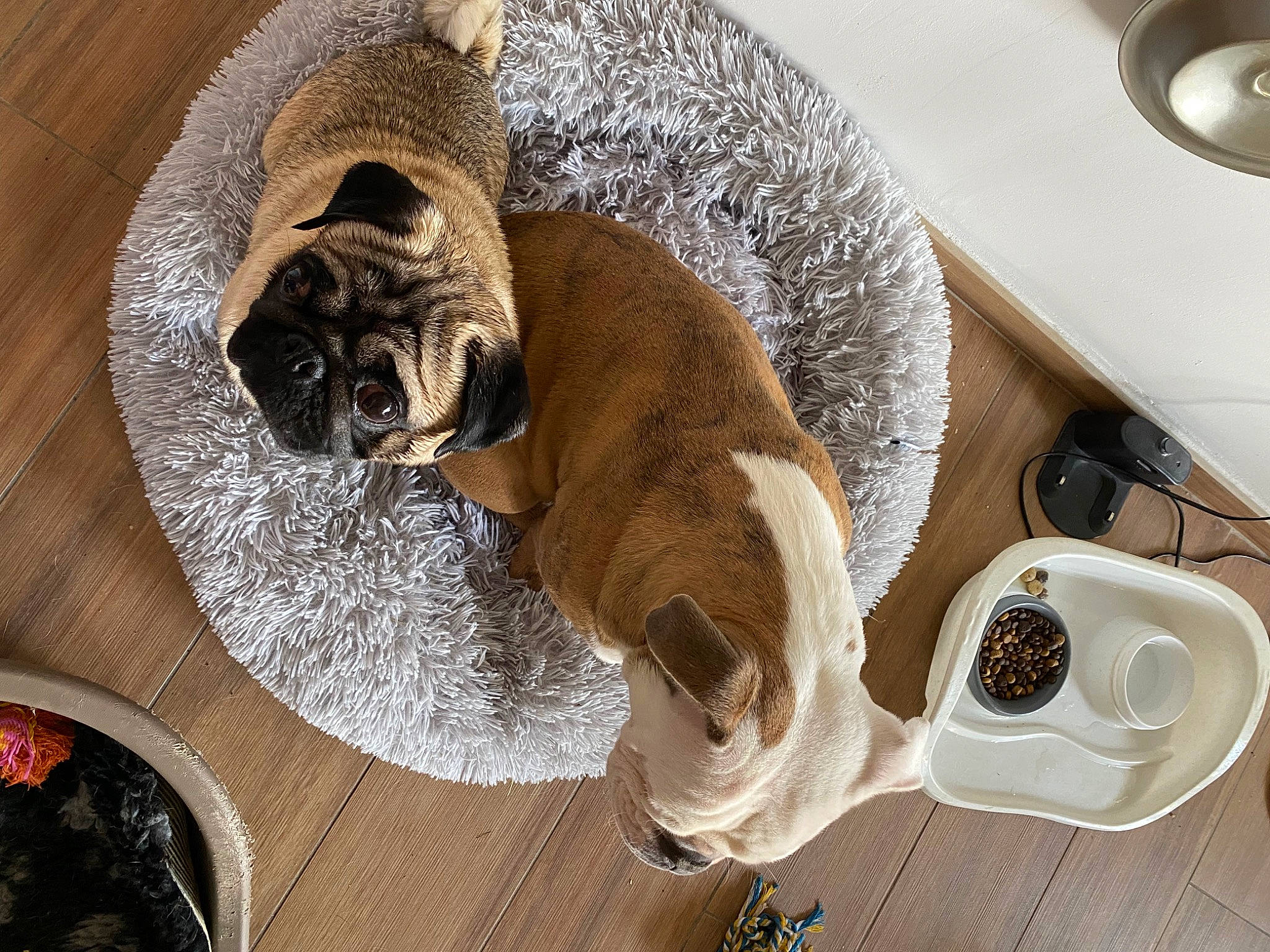Georges participe au concours pour gagner de l'argent avec cette photo : carnivore, coffee, coffee_cup, comfort, companion_dog, dog, dog_breed, dog_supply, fawn, flooring, food, ingredient, pet_supply, plate, recipe, serveware, snout, table, tableware, wood