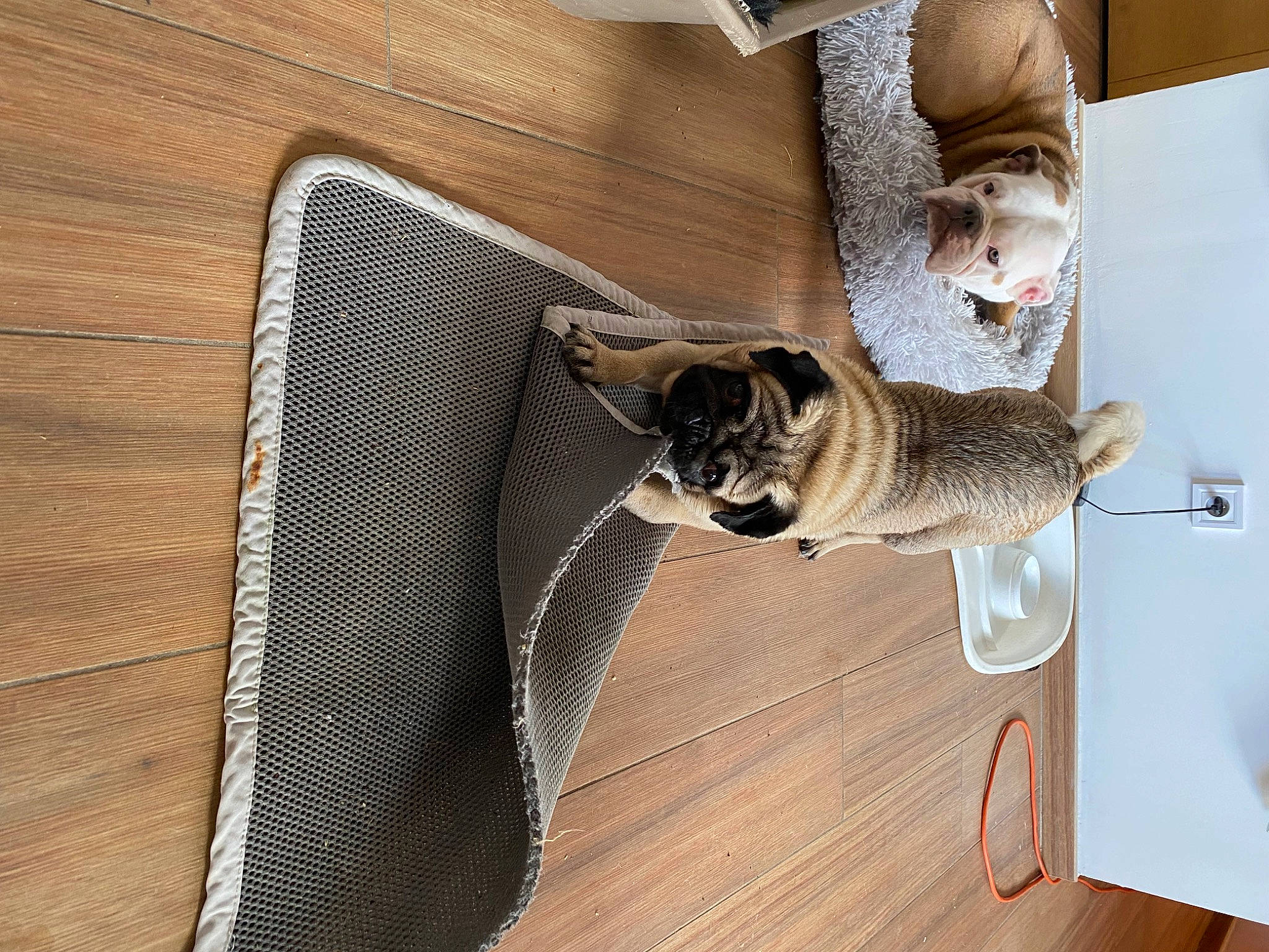 Georges participe au concours pour gagner de l'argent avec cette photo : carnivore, cat, collar, comfort, companion_dog, dog_breed, domestic_short_haired_cat, fawn, felidae, floor, flooring, fur, hardwood, laminate_flooring, pet_supply, small_to_medium_sized_cats, snout, tail, whiskers, wood