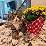 cat, tabby, white_paws, flower_pot, yellow_flowers, granite_countertop, indoor, home, curious, pet, feline, table, decor, modern, living_room, plant, relaxed, closeup, domestic_animal, houseplant