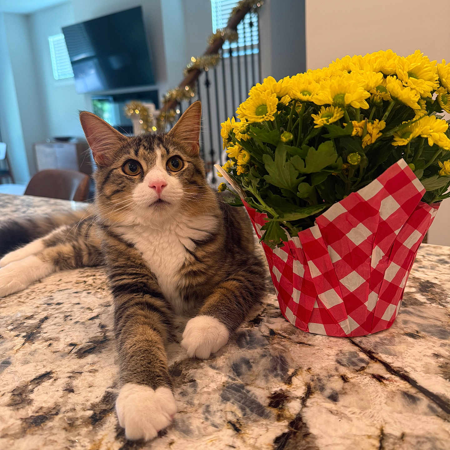 Baklava joined the competition — help win amazing prizes! cat, closeup, curious, decor, domestic_animal, feline, flower_pot, granite_countertop, home, houseplant, indoor, living_room, modern, pet, plant, relaxed, tabby, table, white_paws, yellow_flowers