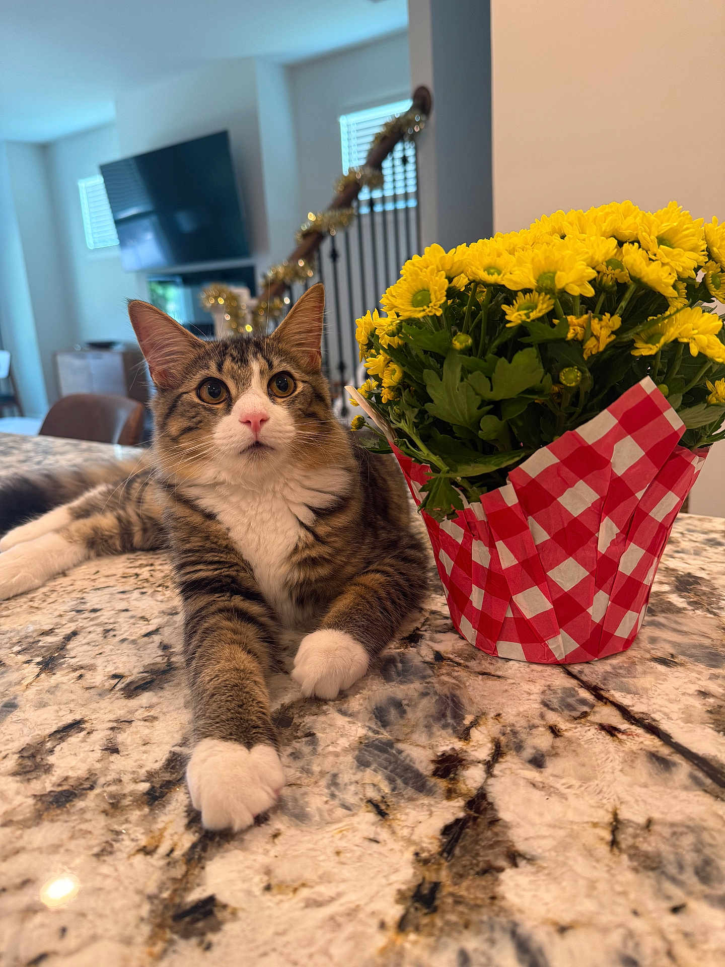 Baklava joined the competition — help win amazing prizes! cat, tabby, white_paws, flower_pot, yellow_flowers, granite_countertop, indoor, home, curious, pet, feline, table, decor, modern, living_room, plant, relaxed, closeup, domestic_animal, houseplant