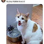 Hubble joined the competition — help win amazing prizes! animal, cat, comment_section, domestic_animal, funny, home, indoor, meowing, open_mouth, orange_patches, pet, portrait, screenshot, sitting, social_media, water_fountain, whiskers, white_cat, wide_eyes, wooden_floor