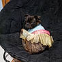 dog, brindle, small_dog, pet_clothing, dress, chair, black_chair, indoor, wood_floor, pet, animal, cute, sitting, furniture, cozy, looking_at_camera, curled_up, furry, household, domestic