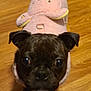 dog, black_dog, pet, cute, costume, pink_outfit, animal_outfit, wooden_floor, indoor, small_dog, looking_up, close_up, ears, eyes, fur, adorable, domestic_animal, companion, playful, cozy
